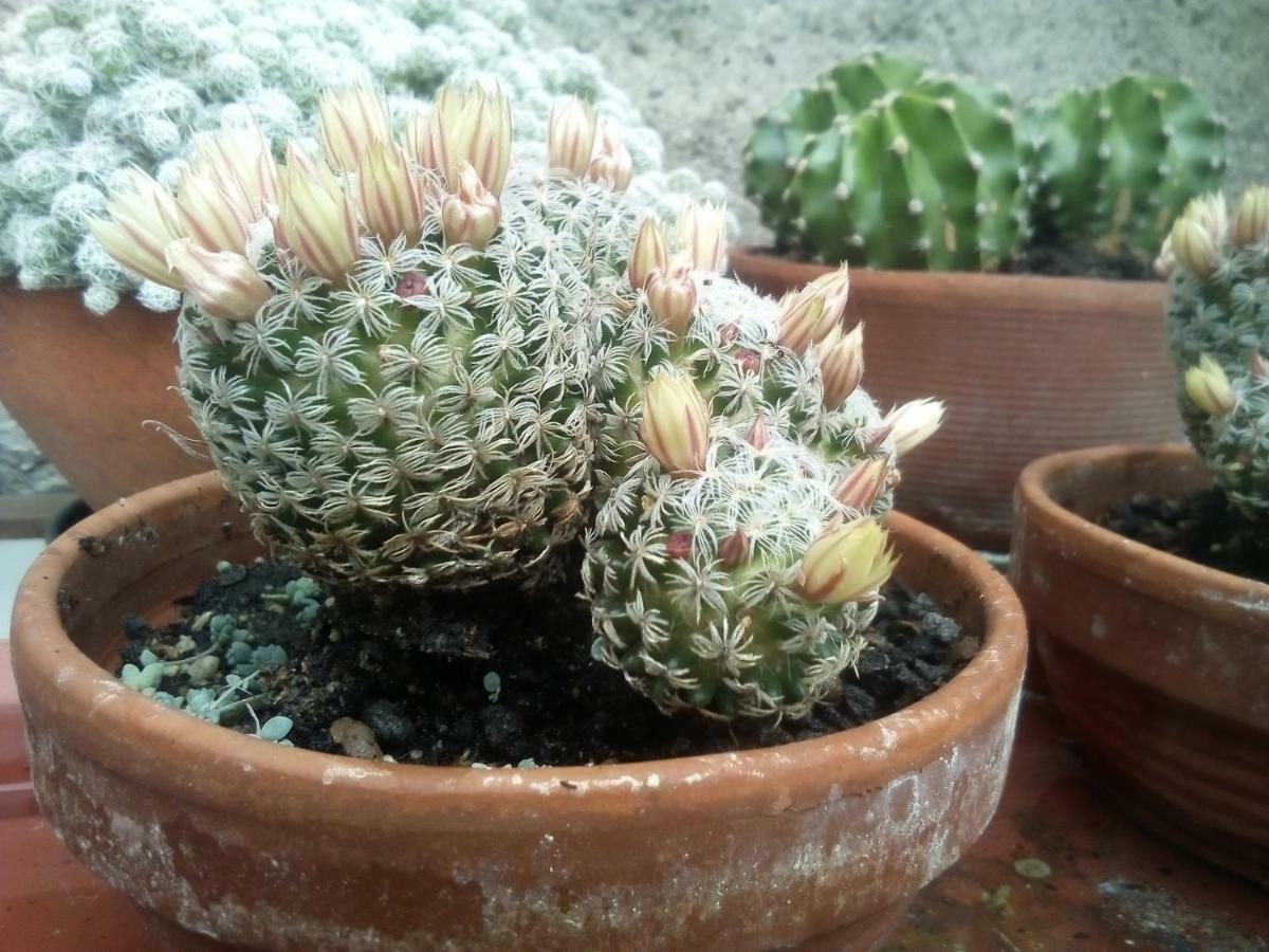 Pognana LarioCasa Del Borgo别墅 外观 照片